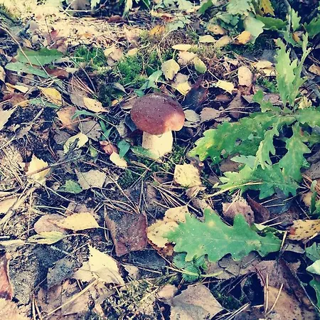 Casa vacanze Mazurska Niwa